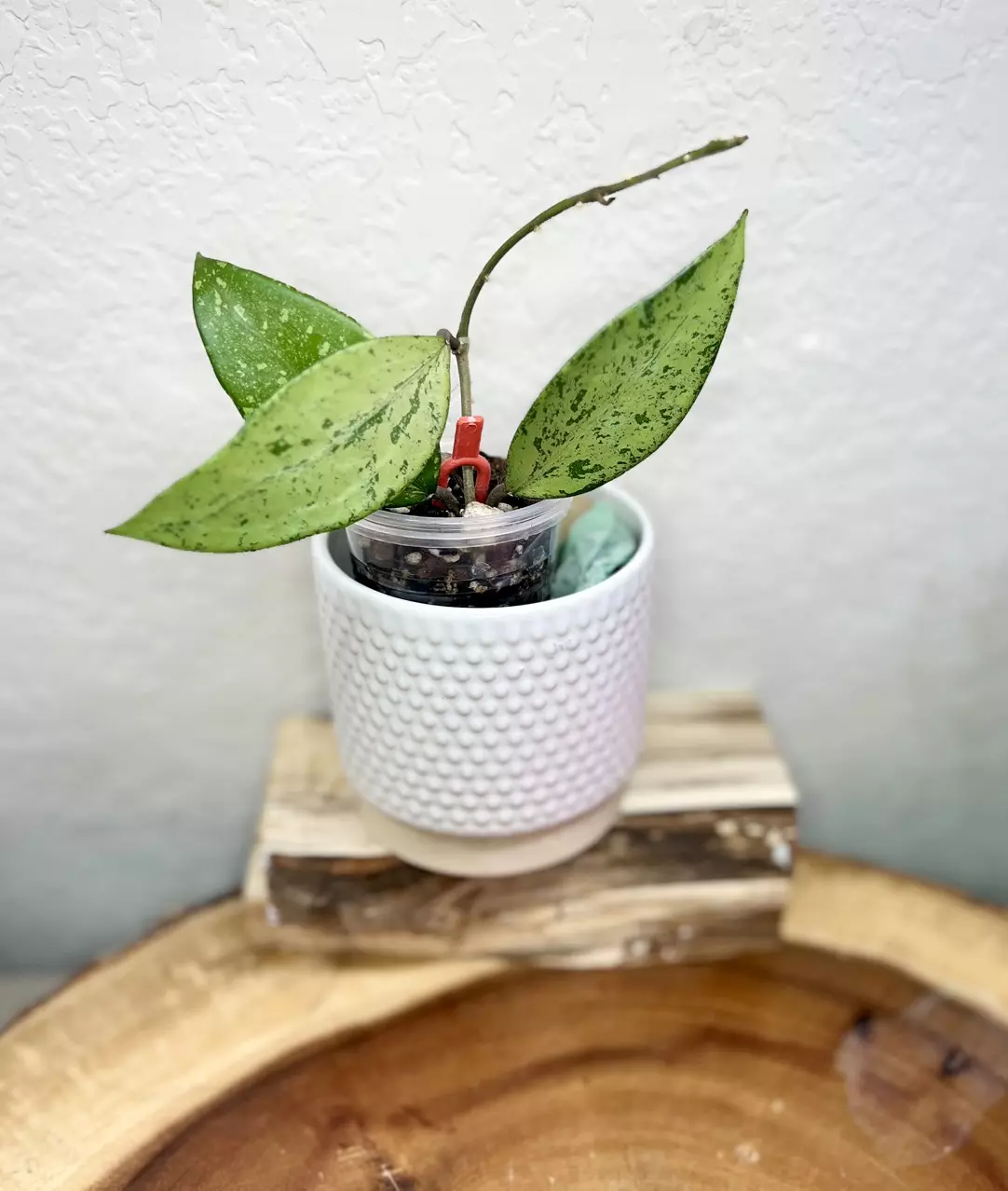 plant/Snow cui ‘XQ’ silver *B-0