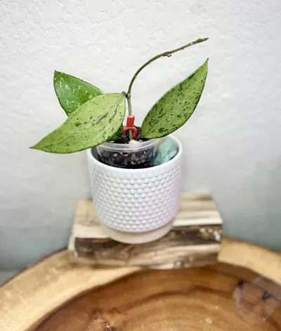 plant/Snow cui ‘XQ’ silver *B-0-thumbnail