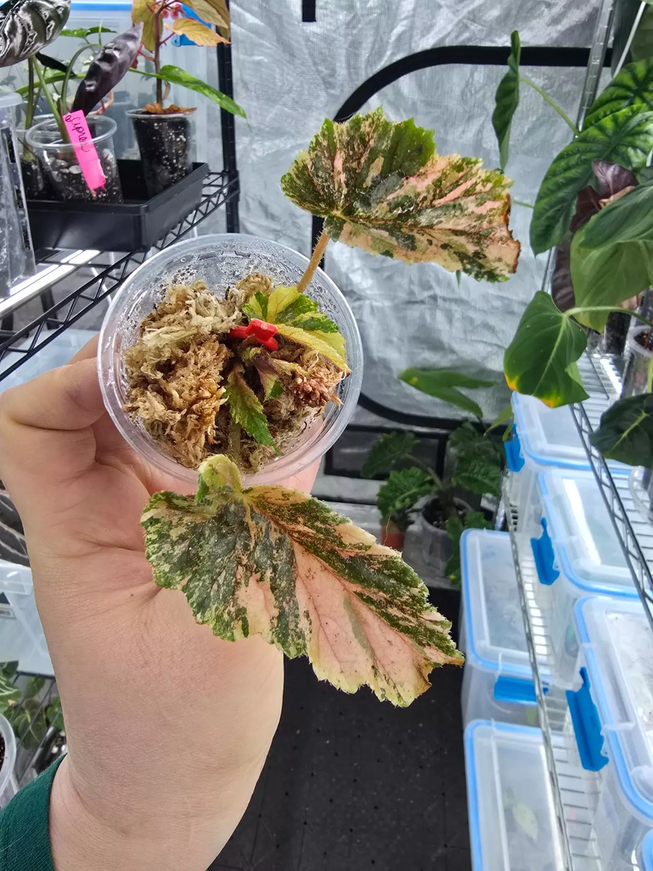 plant/Begonia Ginny Galaxy cutting with high variegation and new growth point-0