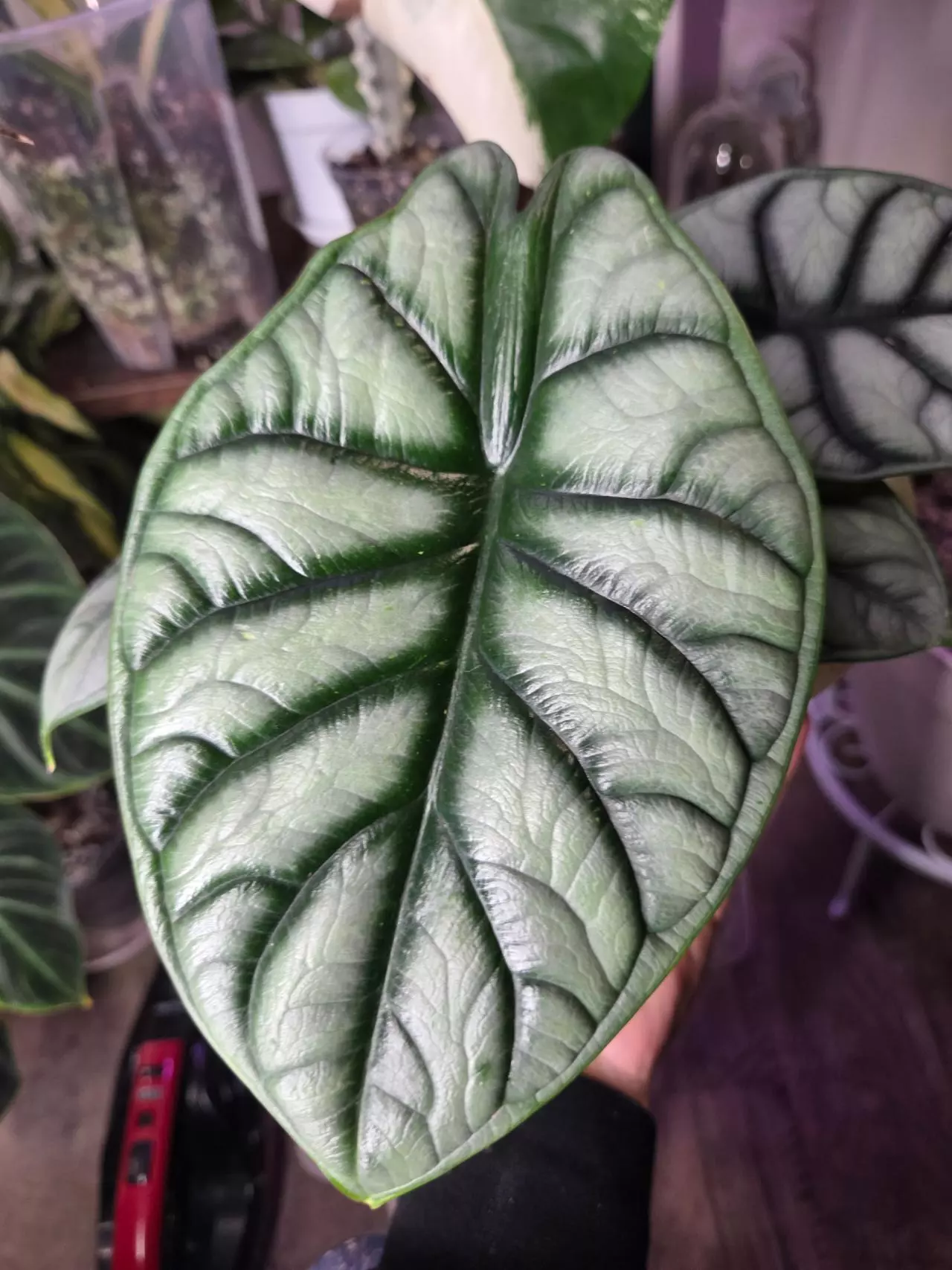 plant/Alocasia Silver Dragon-2