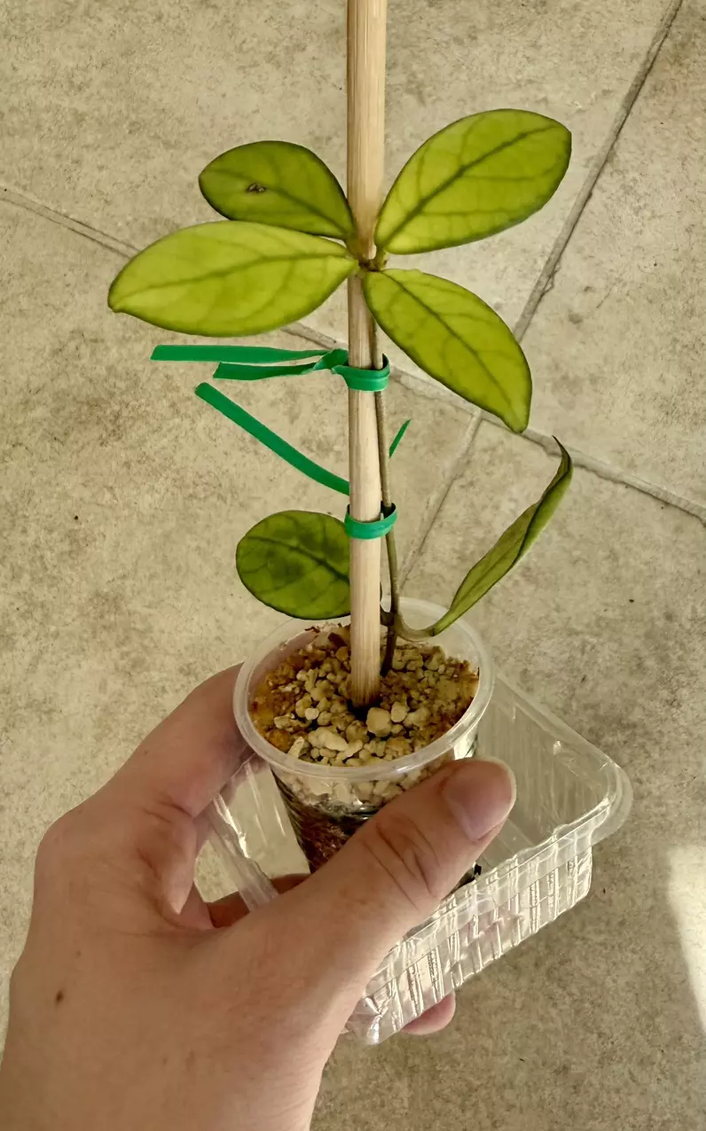 plant/Noid Hoya rehab-0
