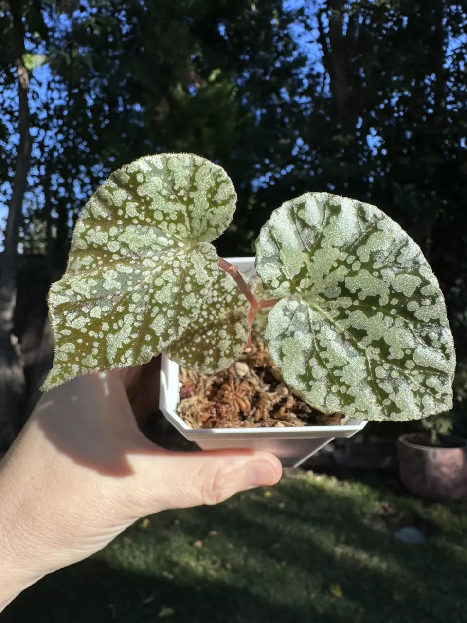 plant/Begonia ‘Moonlight’ Hybrid-0