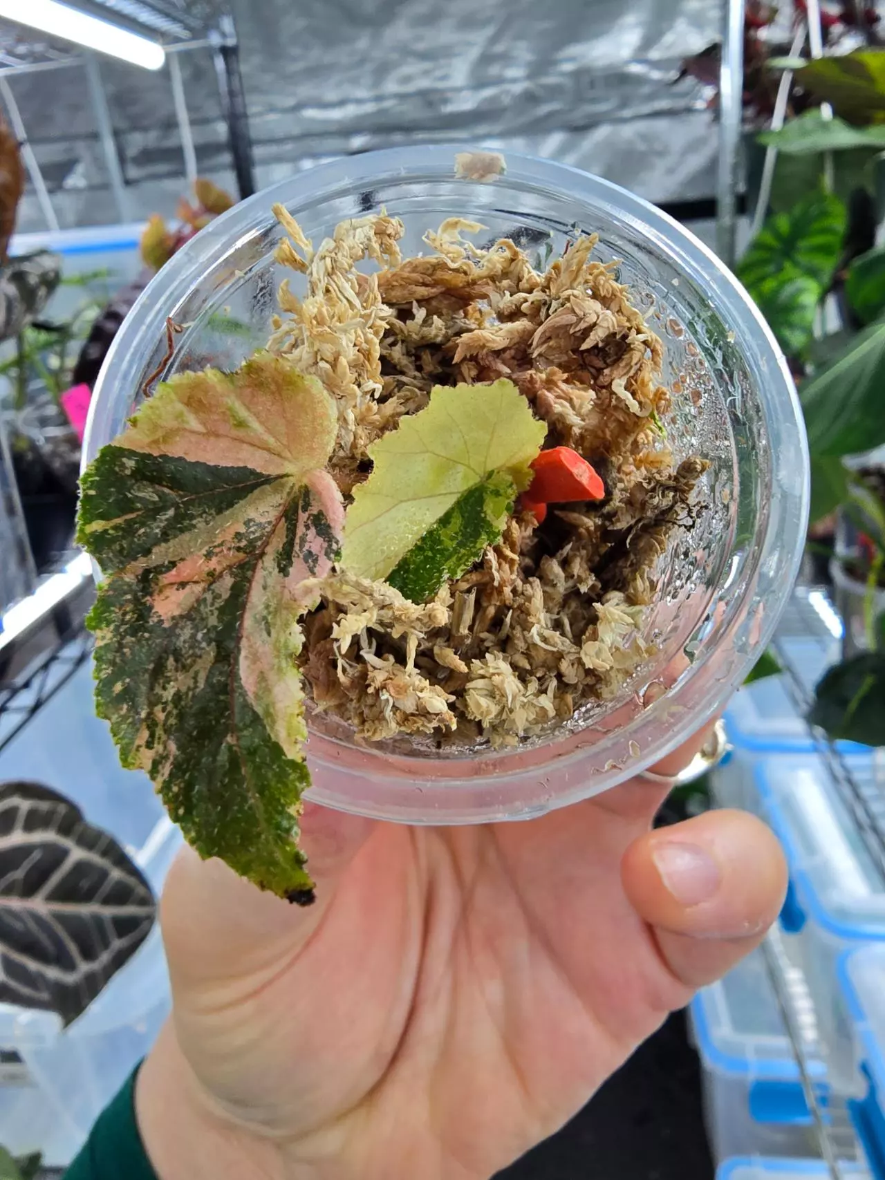 plant/Begonia Ginny Galaxy high variegation cutting-1