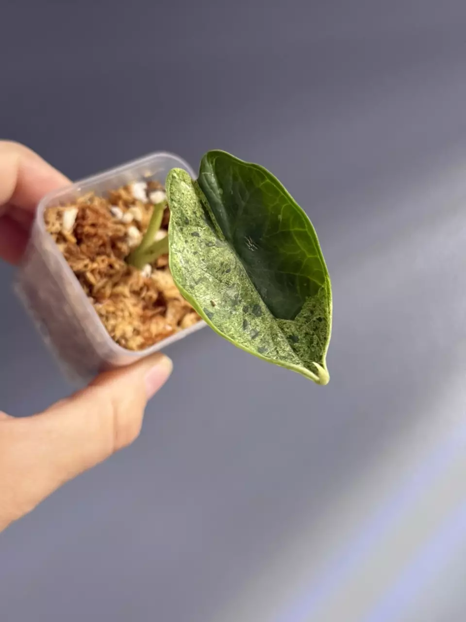 plant/Alocasia dragon scale mint-0