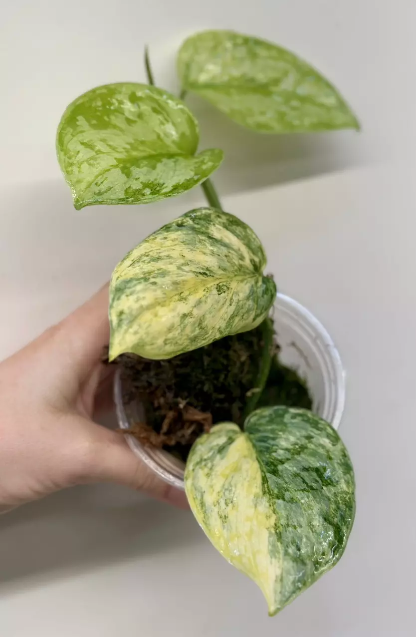 plant/Scindapsus Geulis-0