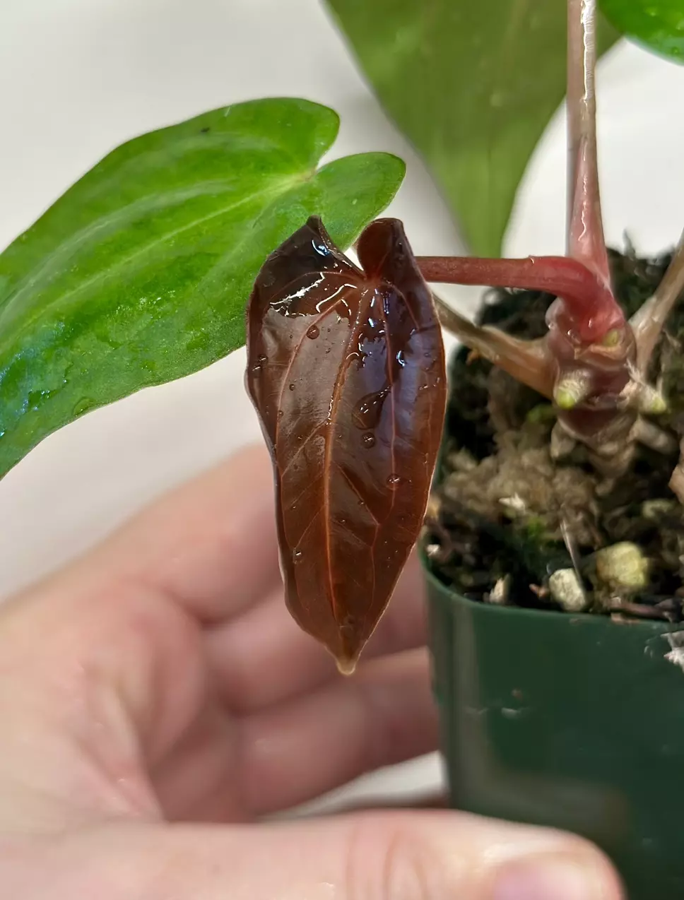 plant/Carla Zero x BVEP Anthurium-2