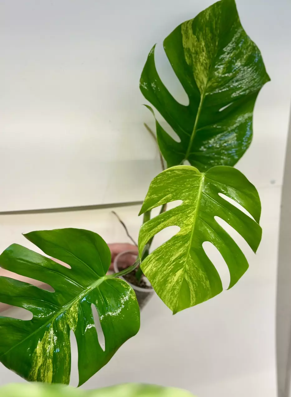 plant/Monstera Aurea-3