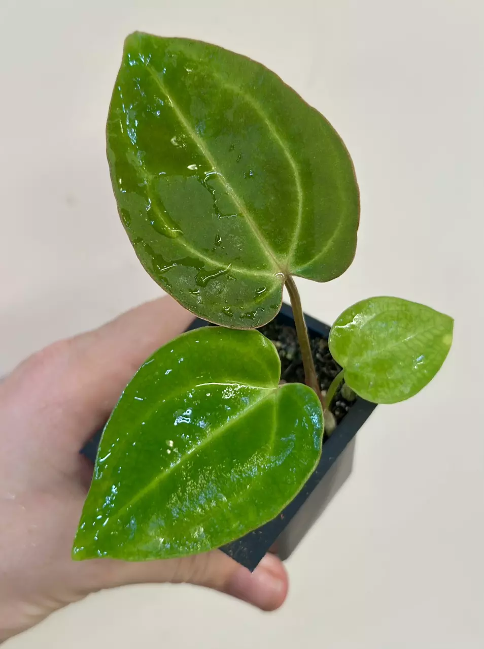 plant/ADD ON* Anthurium Besseae x Open *GC-0