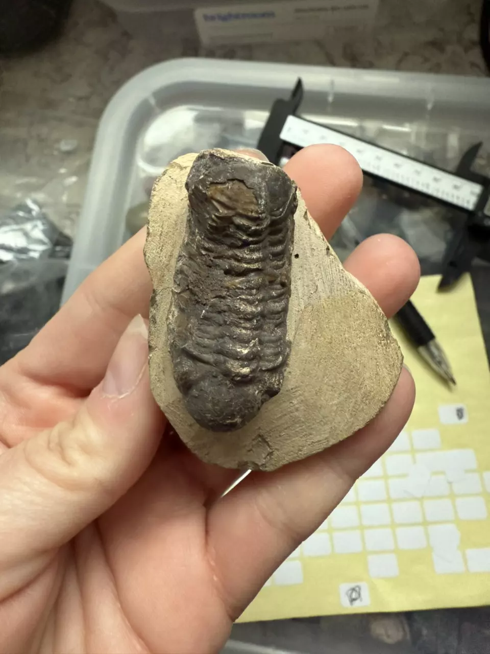 plant/Trilobite fossil-0