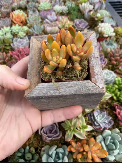 plant/Reclaimed Wood Planter - Small-6-thumbnail