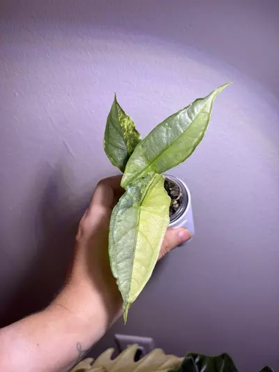 plant/✨Alocasia Dragons Breath Aurea ✨-3-thumbnail