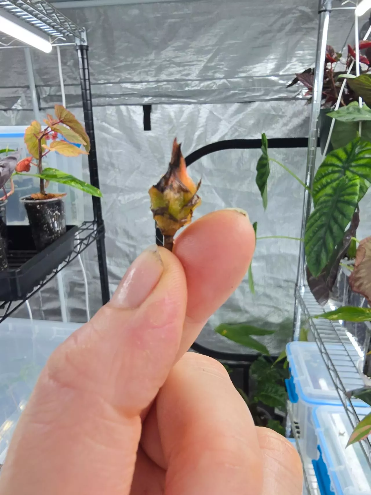 plant/Alocasia Venom large corm-1