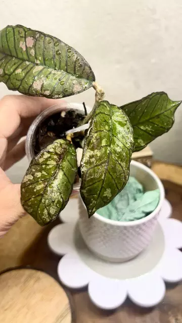 plant/Gunung gading Ghost 👻-2-thumbnail