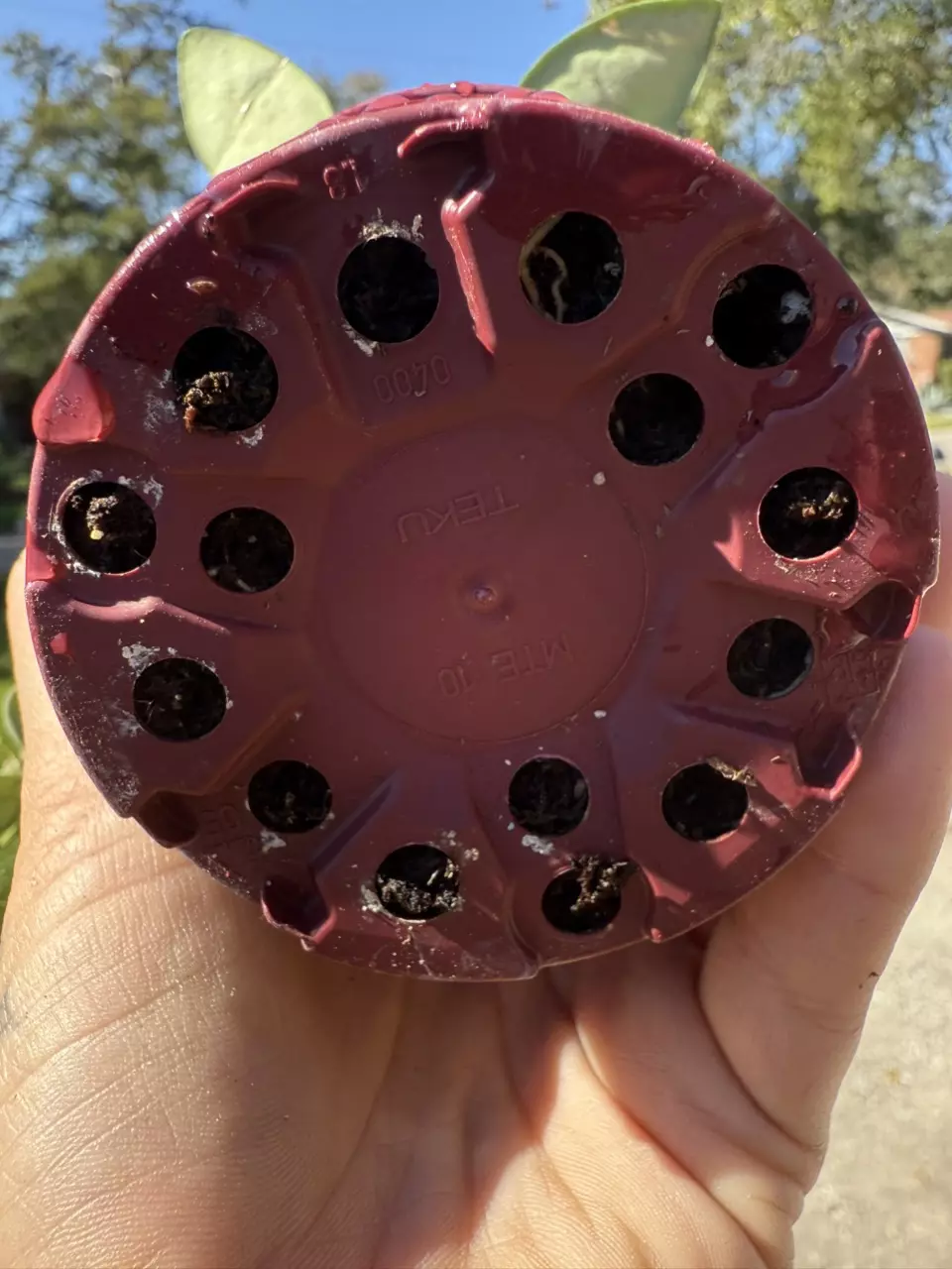 plant/Hoya burtoniae variegated-4