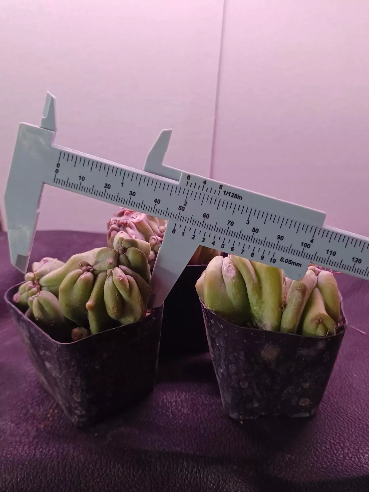 plant/Ming thing Cereus Forbesii monstrose-1