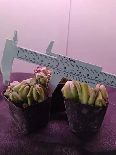 plant/Ming thing Cereus Forbesii monstrose-1-thumbnail