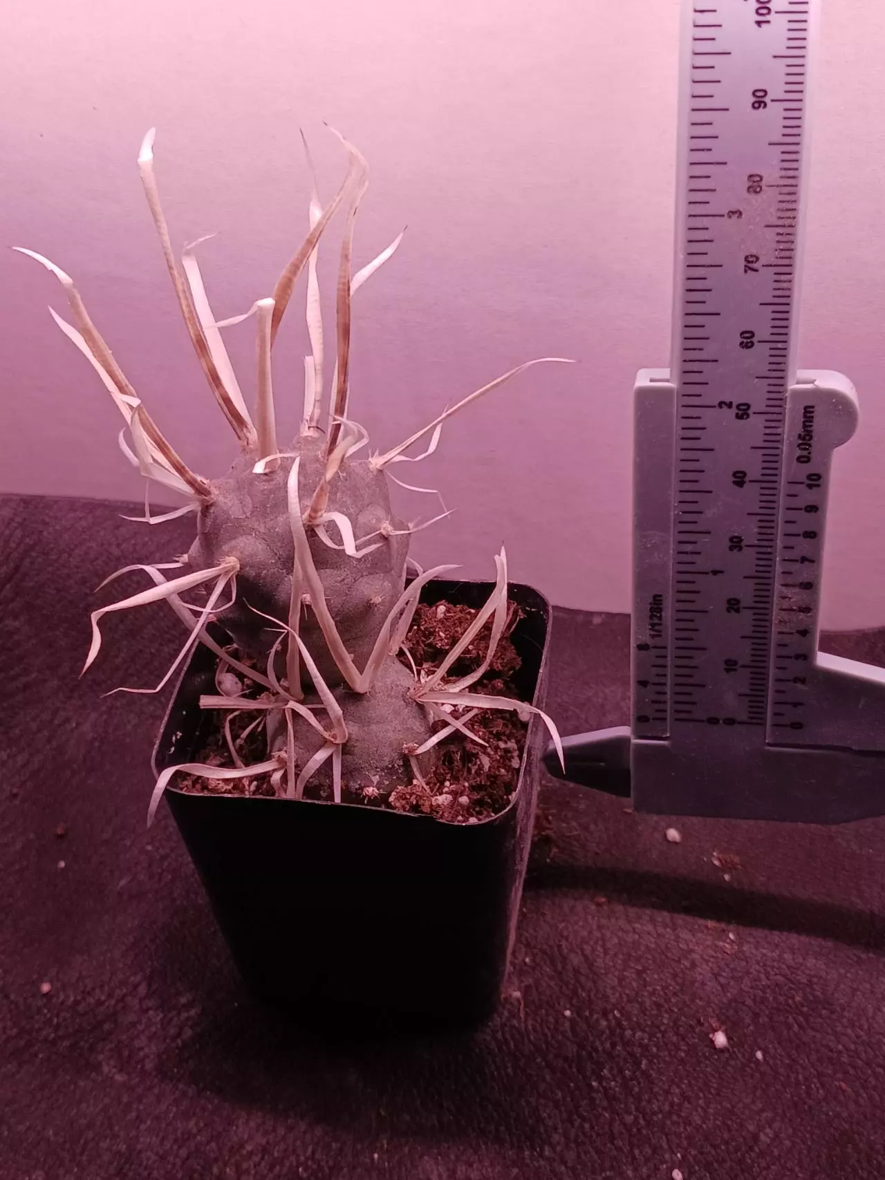 plant/tephrocactus articulatus-1