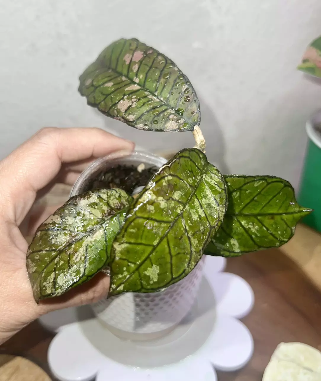 plant/Gunung gading Ghost 👻-0