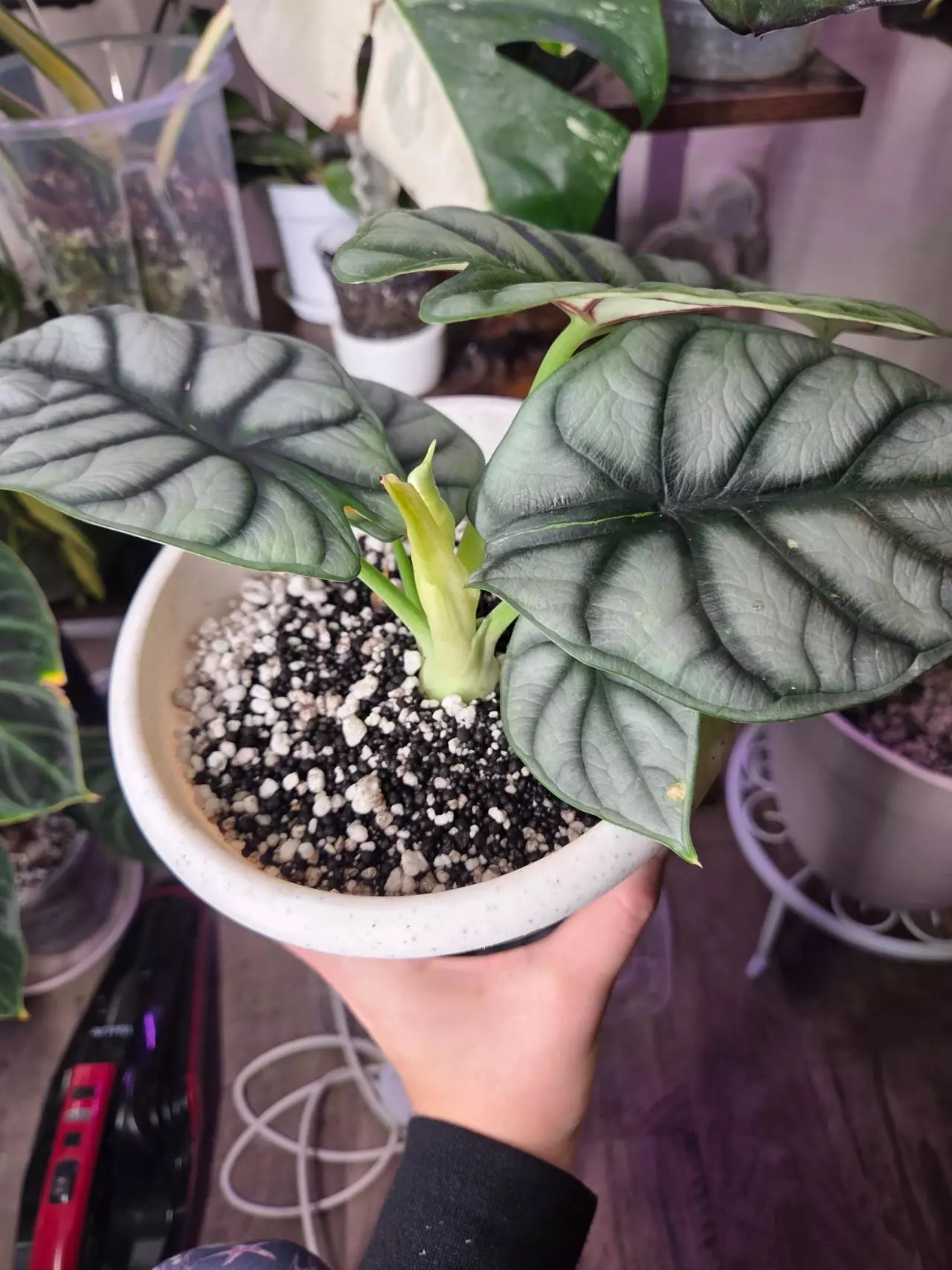 plant/Alocasia Silver Dragon-1