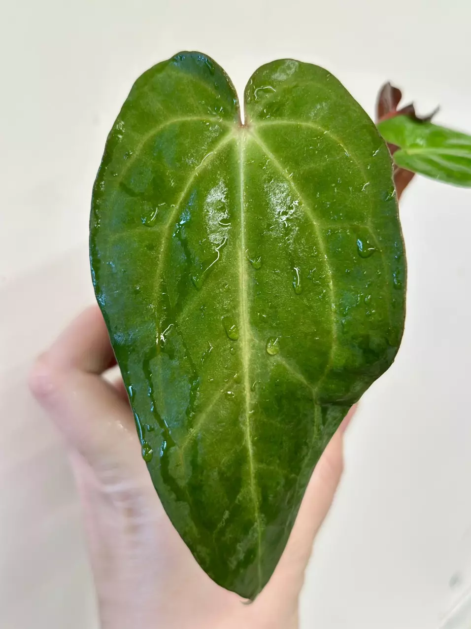 plant/Carla Zero x BVEP Anthurium-0