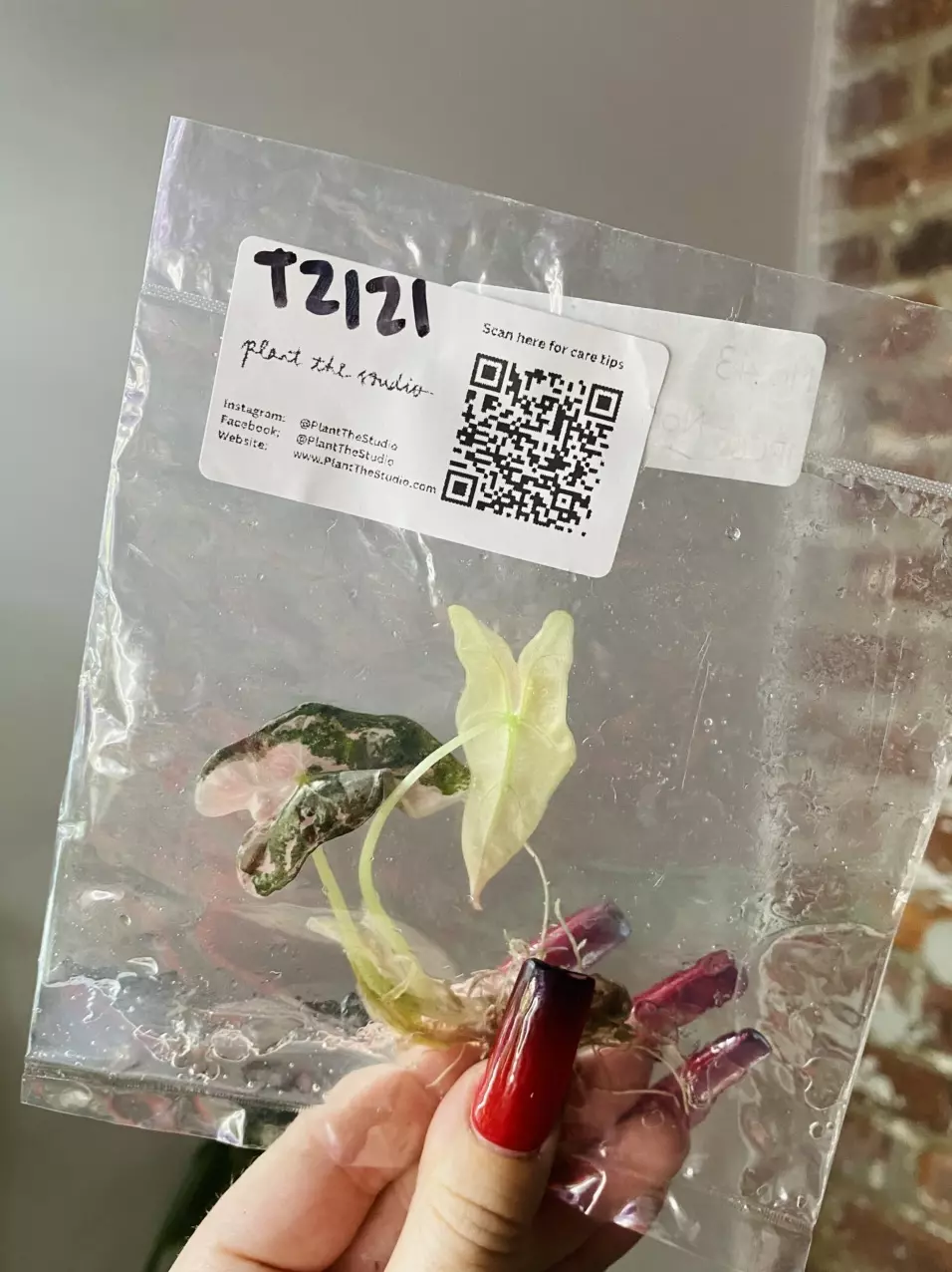 plant/T2121 Alocasia Nobilis Pink-0