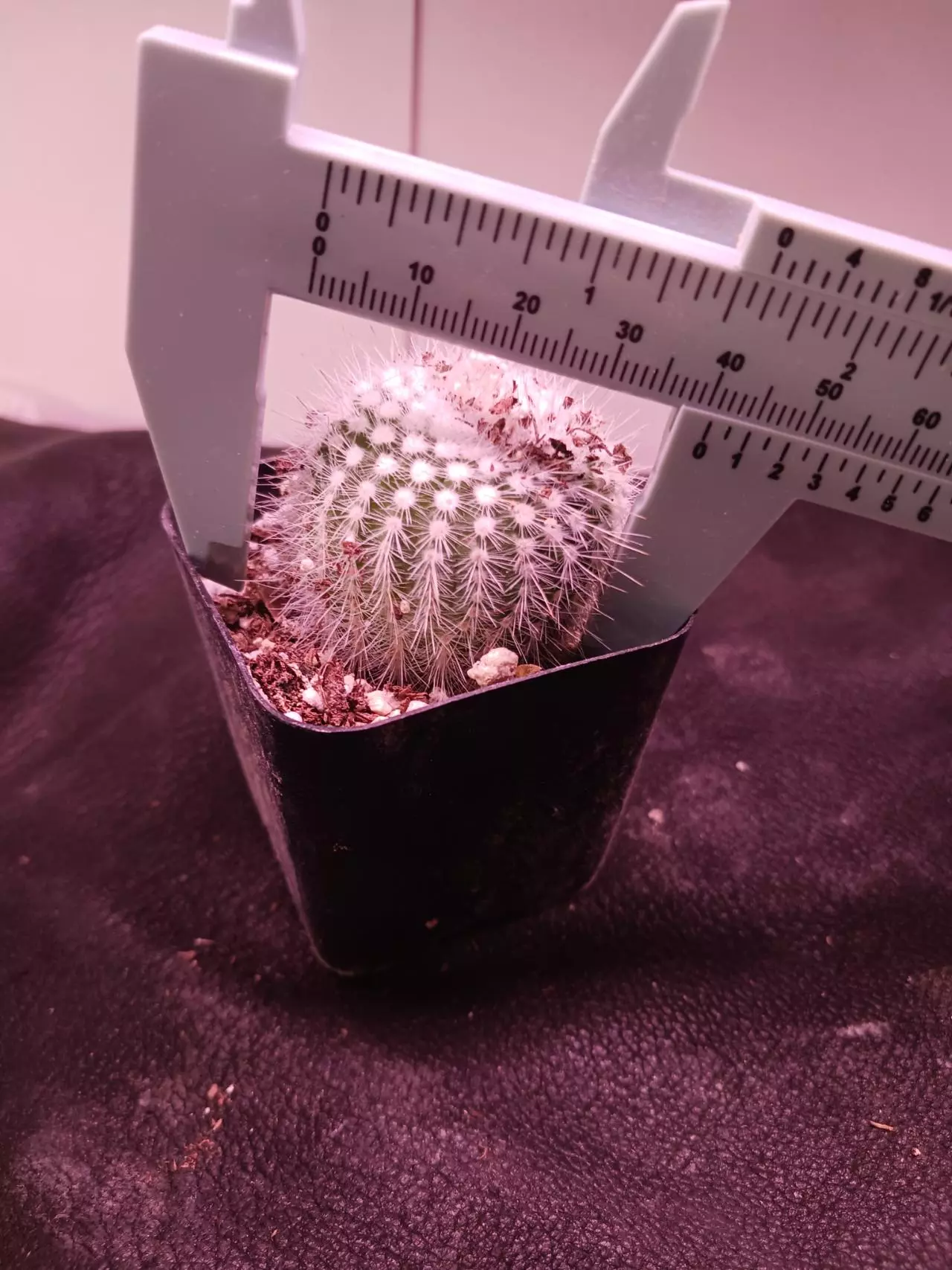 plant/Notocactus "silver ball"-1