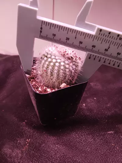 plant/Notocactus "silver ball"-1-thumbnail