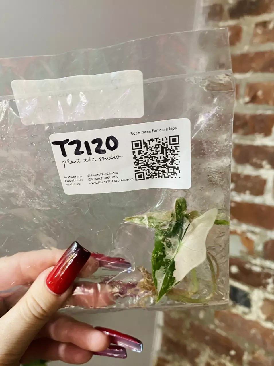 plant/T2120 Alocasia Nobilis Pink-0