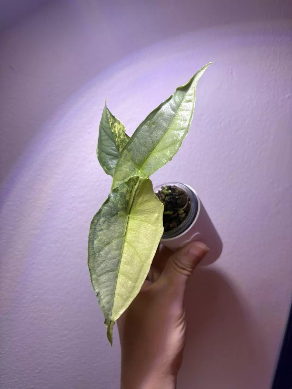 plant/✨Alocasia Dragons Breath Aurea ✨-0