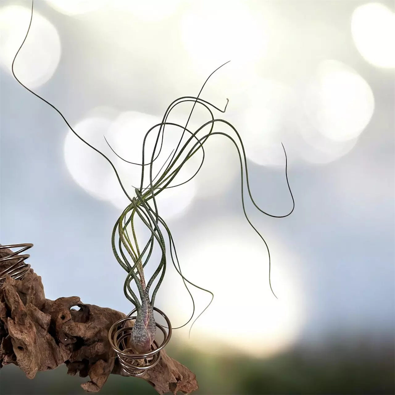 plant/Extra large Tillandsia Butzii  - air plant-0