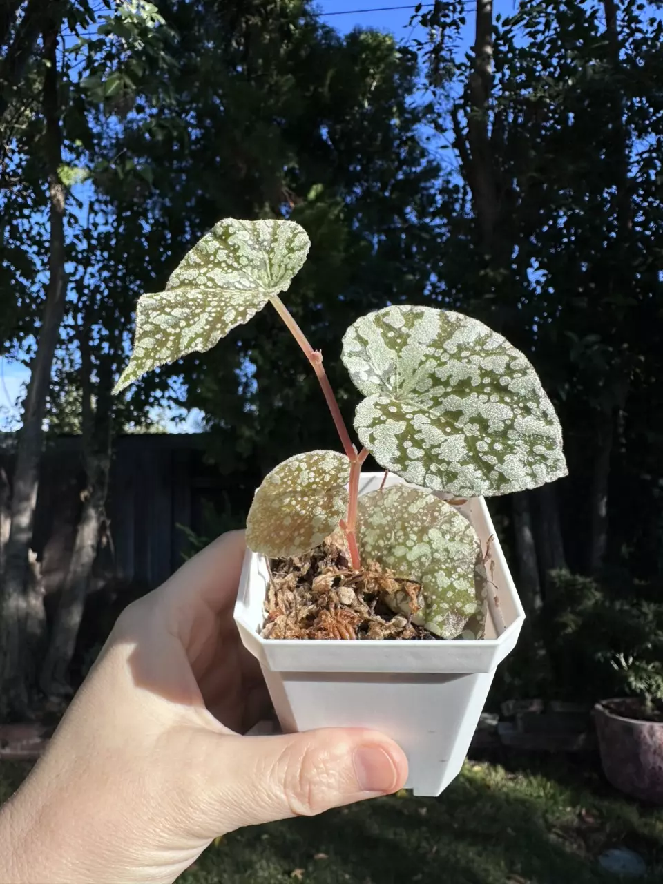 plant/Begonia ‘Moonlight’ Hybrid-2