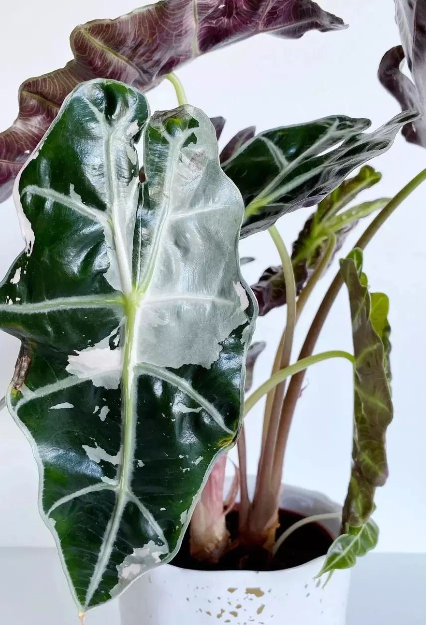 plant/Pink polly alocasia corm-1