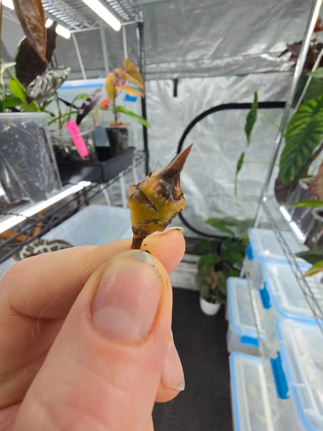 plant/Alocasia Venom large corm-2