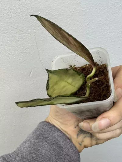 plant/Hoya Nabawanensis Variegated-6-thumbnail