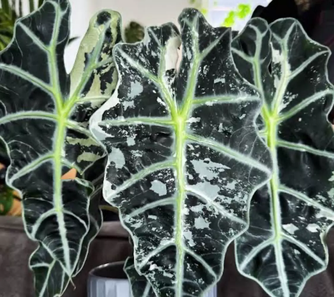 plant/Pink polly alocasia corm-0