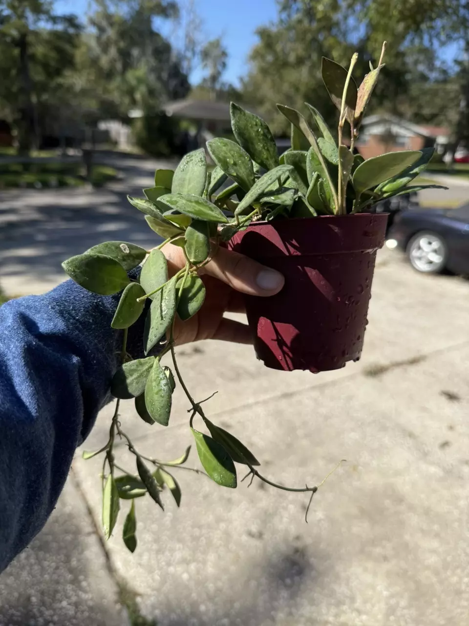 plant/Hoya burtoniae variegated-1
