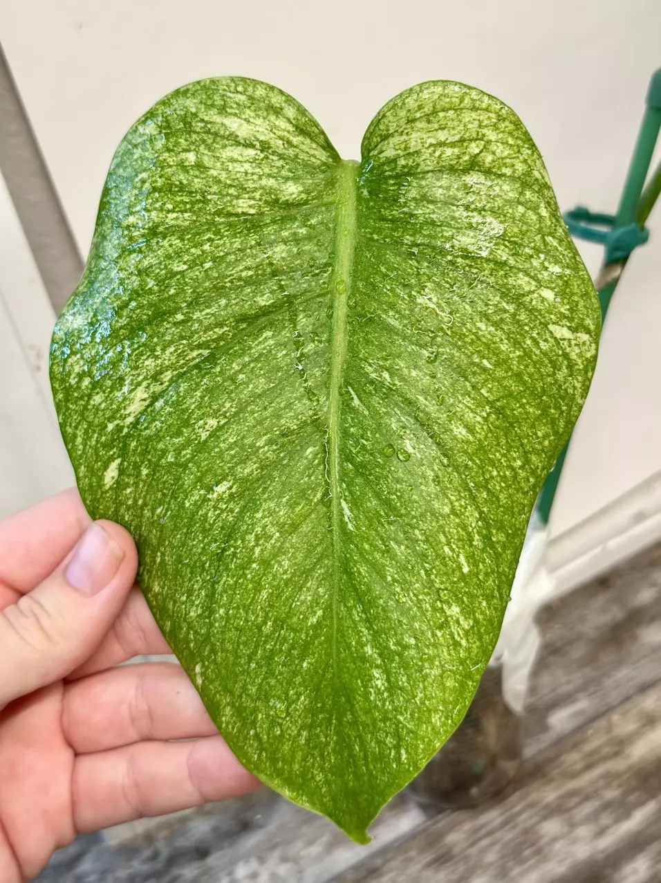 plant/Monstera Mint Variegated-0