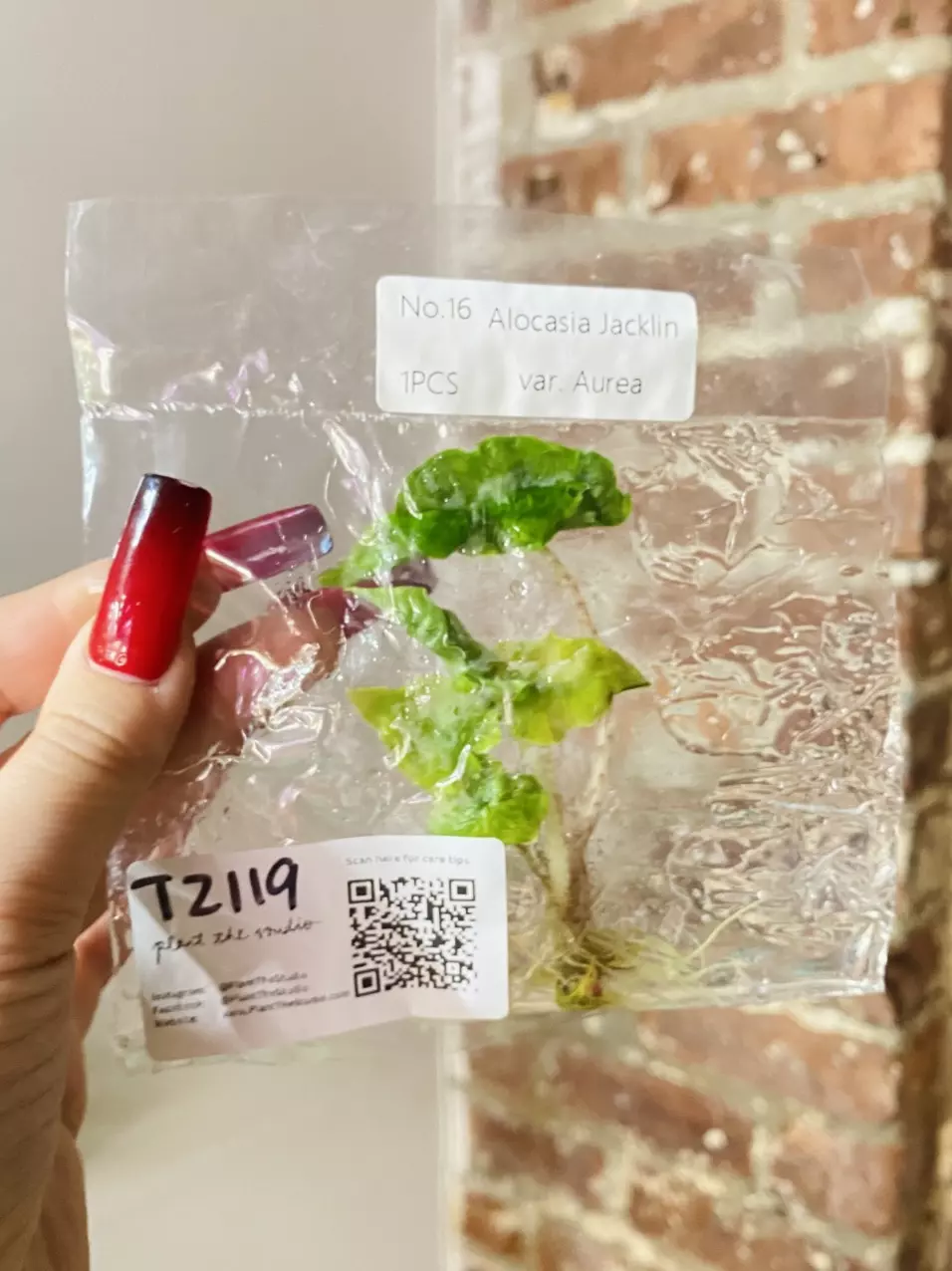 plant/T2119 Alocasia Jacklin Aurea Var.-0