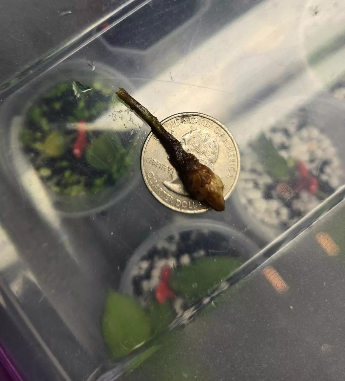 plant/alocasia sinuata variegated corm-1