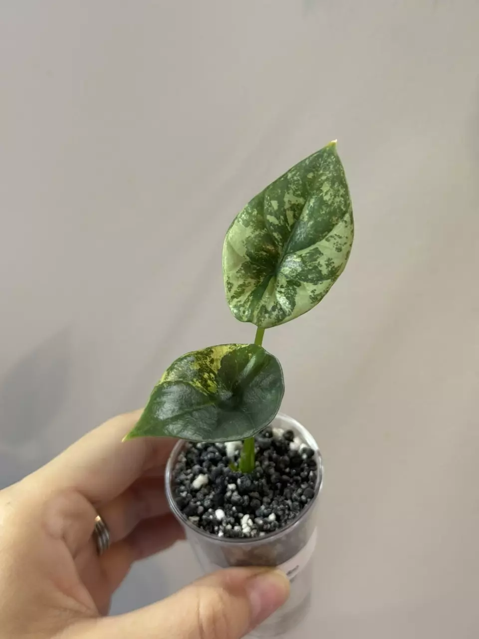 plant/Alocasia Sinuata albo pup-2