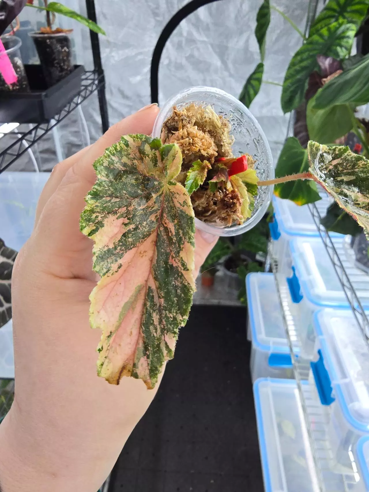 plant/Begonia Ginny Galaxy cutting with high variegation and new growth point-1