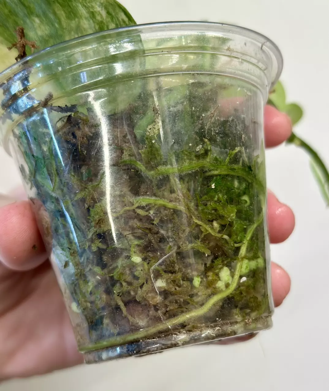 plant/Scindapsus Geulis-1