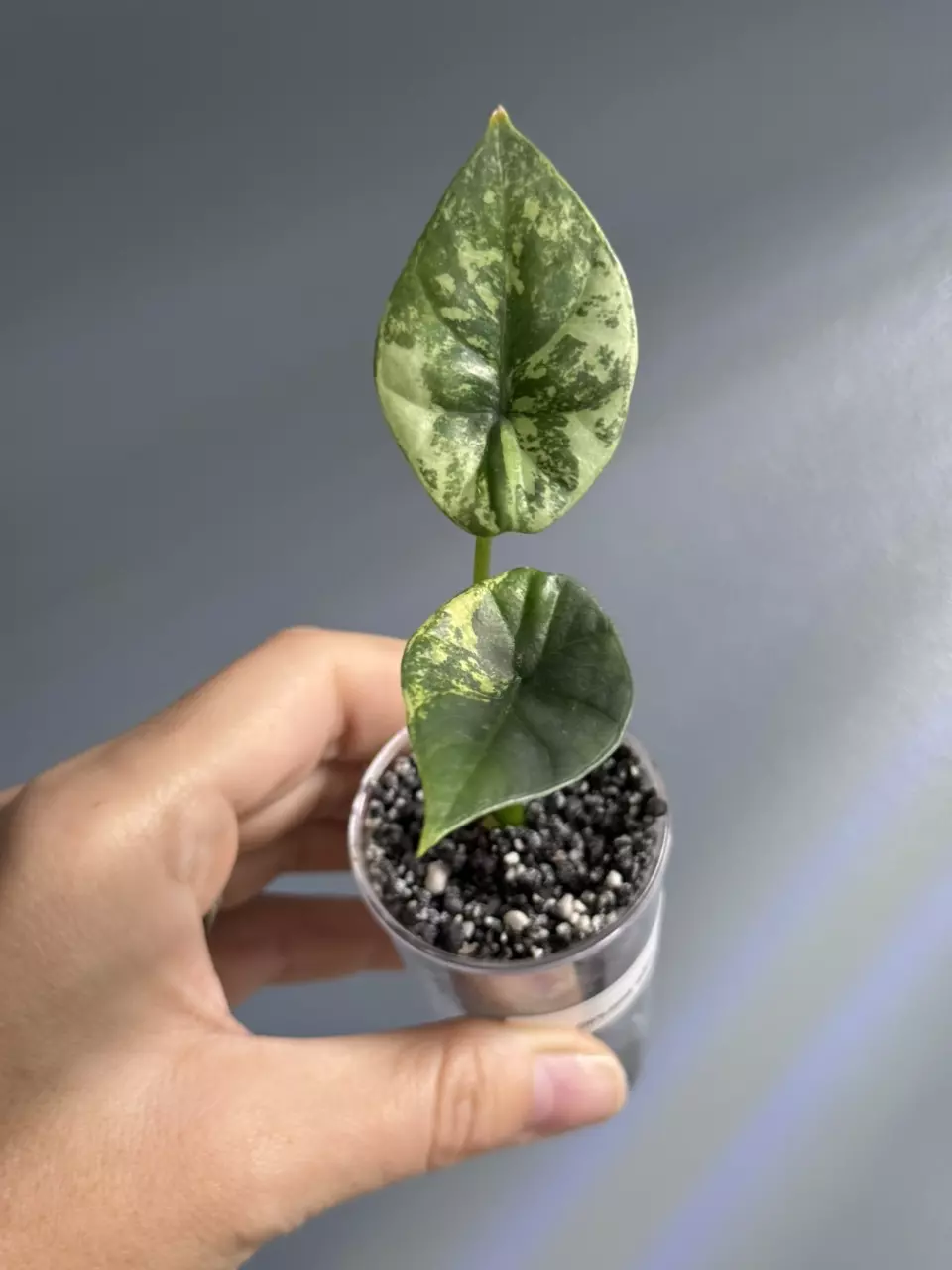 plant/Alocasia Sinuata albo pup-1