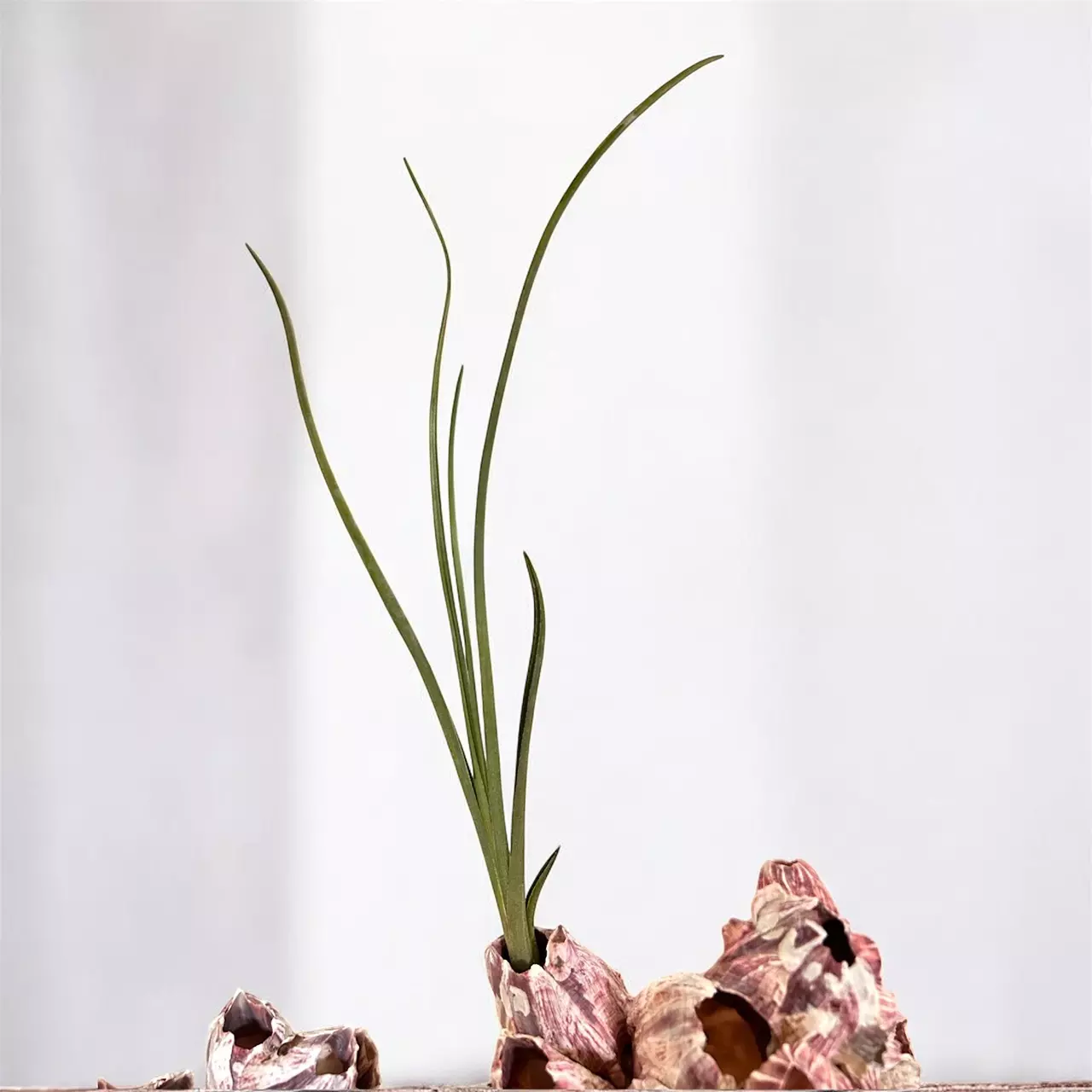 plant/Tillandsia Baileyi air plant-0