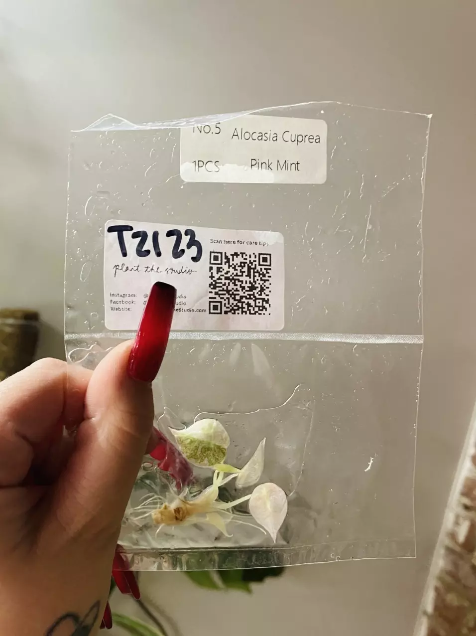 plant/T2123 Alocasia Cuprea Pink Mint-0