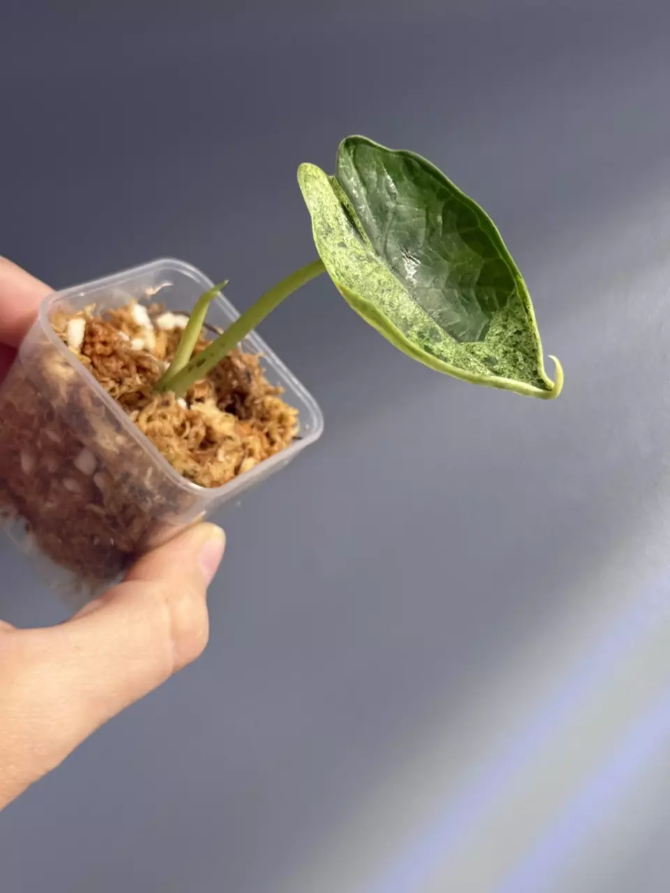 plant/Alocasia dragon scale mint-1