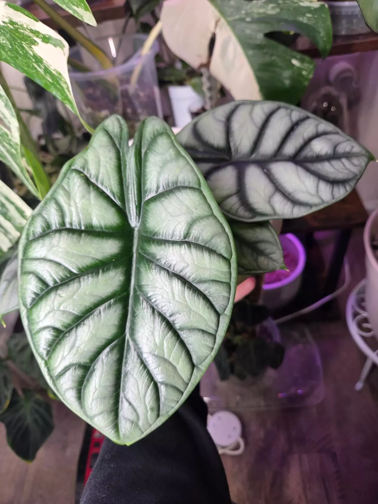 plant/Alocasia Silver Dragon-0