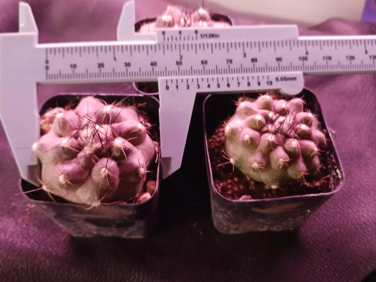 plant/Copiapoa Oliviana-1