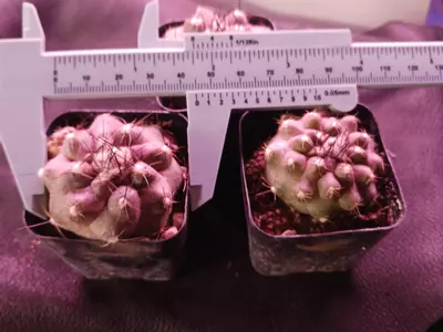 plant/Copiapoa Oliviana-1-thumbnail