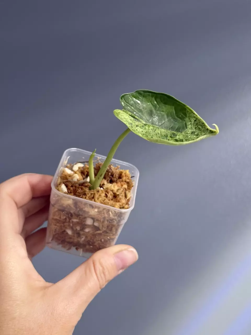 plant/Alocasia dragon scale mint-2